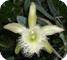 Cattleya species